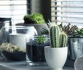 The Impact of Indoor Plants on Health and Mood