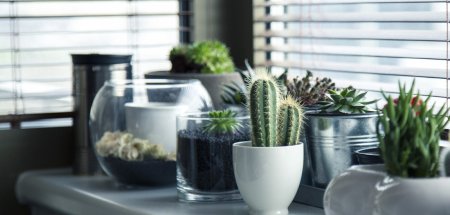 The Impact of Indoor Plants on Health and Mood